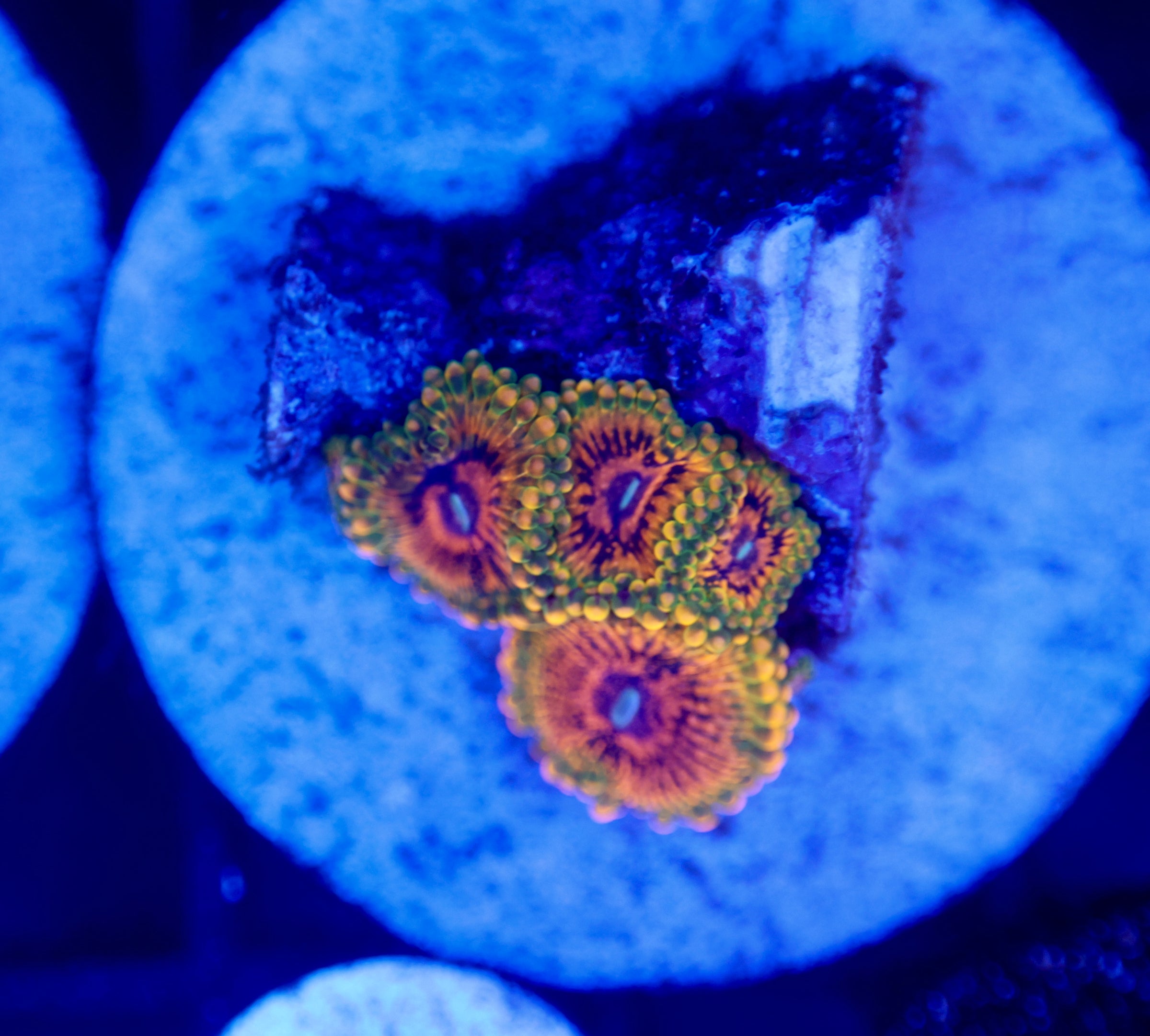 GMK Zoanthid | Zayne Reef Co