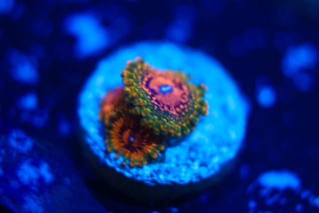 【sea coral】digital slim fluffy origin Dyson Digital Slim™ Origin – Jebsen Corporate Solutions